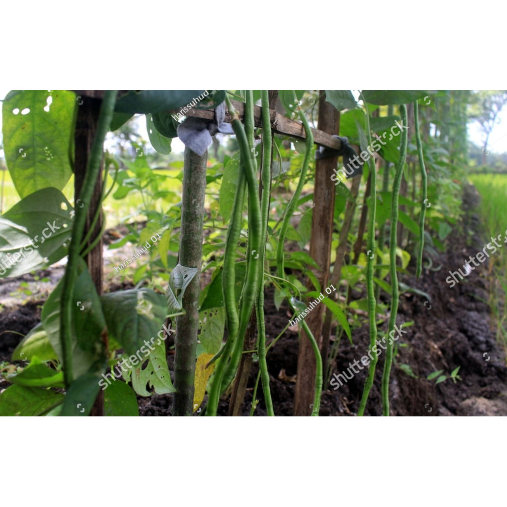 BA Benih Bibit Kacang Panjang Unggul