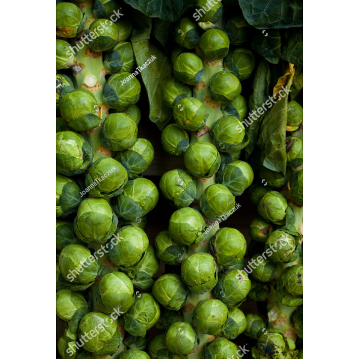 Bibit Biji Benih  bibit Kubis Mini