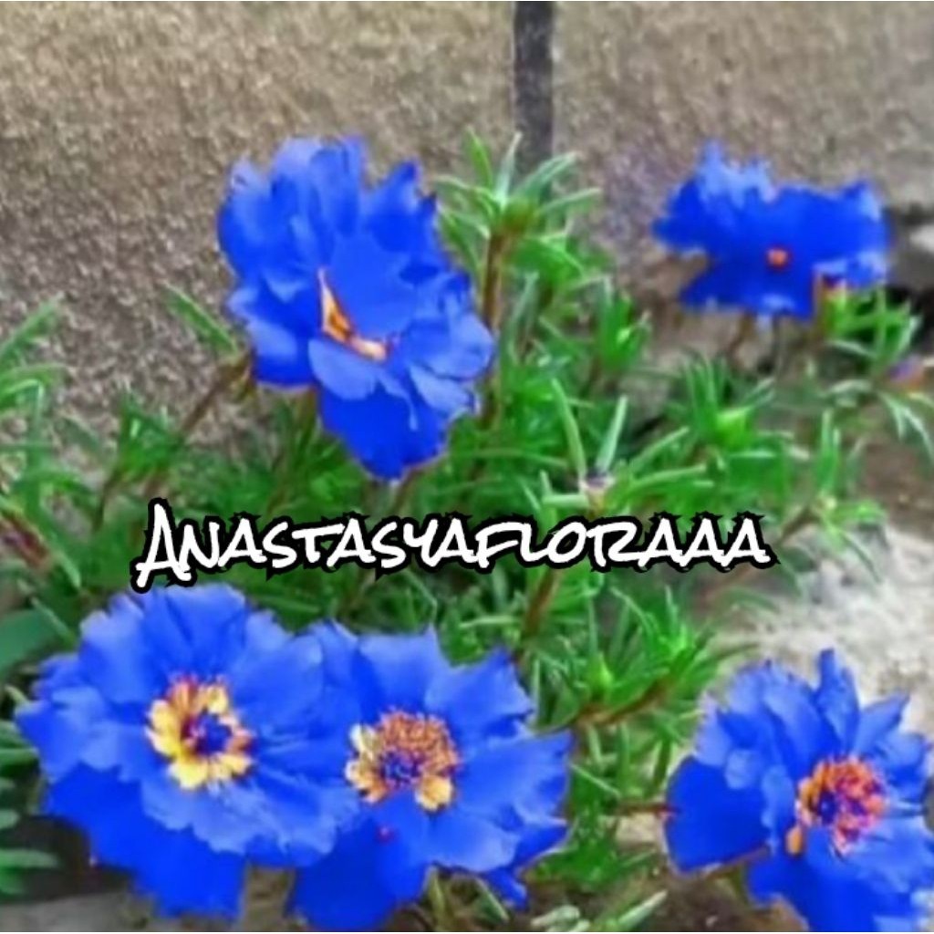 TERLARISSS Bibit tanaman hias krokot blue - Tanaman hias sutra bombay