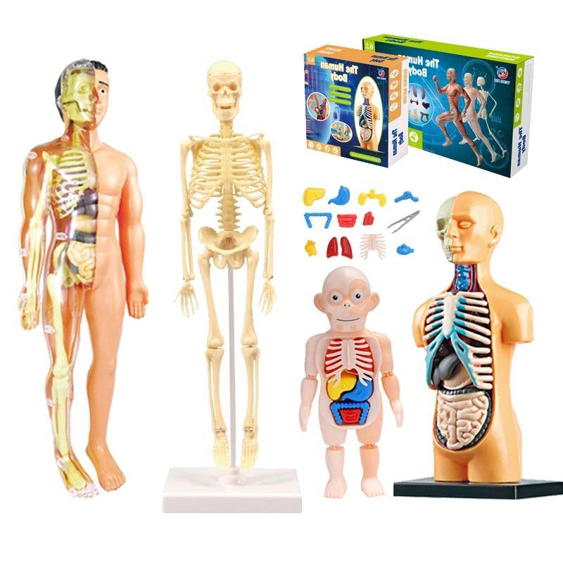 3D Human Body Torso Model Educational Assembly Learning Y Toys Human Body Organ Teaching Tools Early