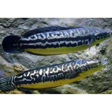 ikan gabus toman PAKET ISI 2 pcs size 10-14 cm