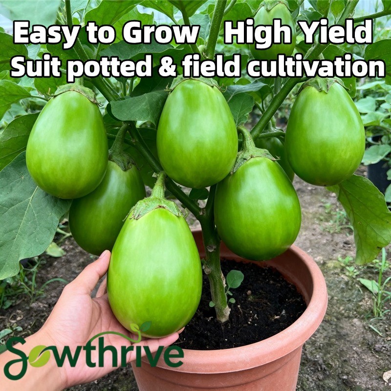 100 Biji Benih Terong Pondoh Hijau Jumbo Lonjong Green Eggplant Seeds Bibit Sayuran Tanaman Dalam Po