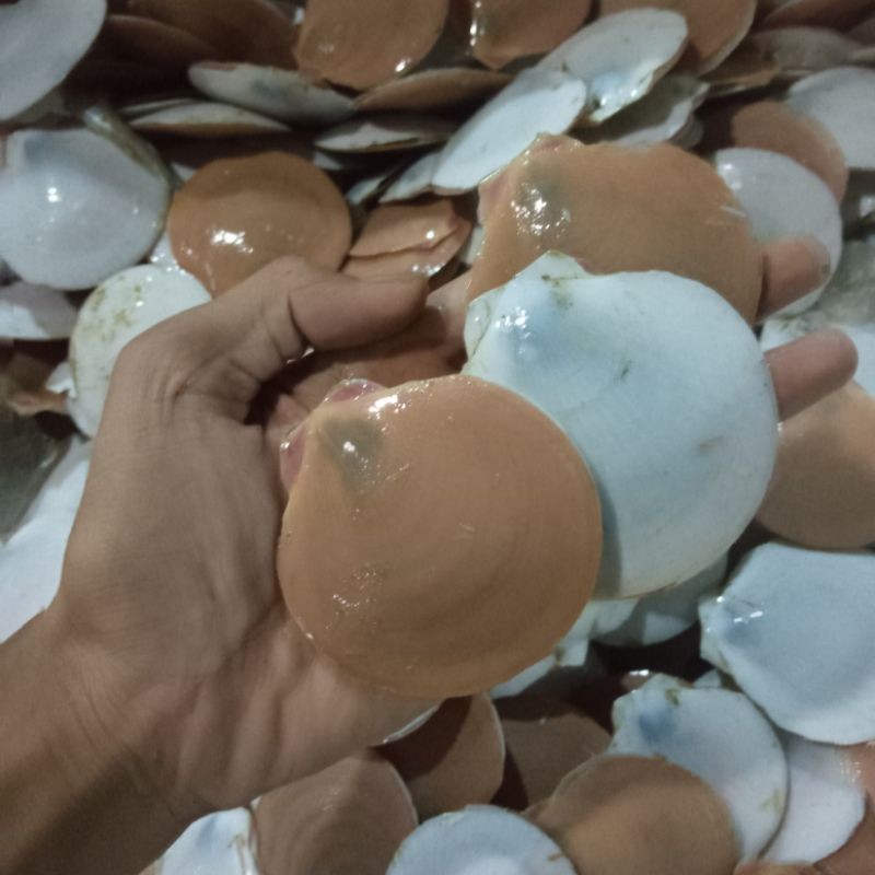 Kerang Simping Kerang Scallop Kerang Laut Seafood Hasil Laut Segar 1 Kg