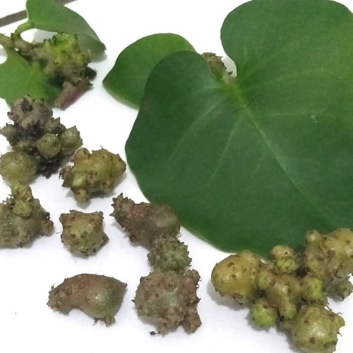 

Terlaris 30 butir umbi binahong / bibit binahong / benih binahong