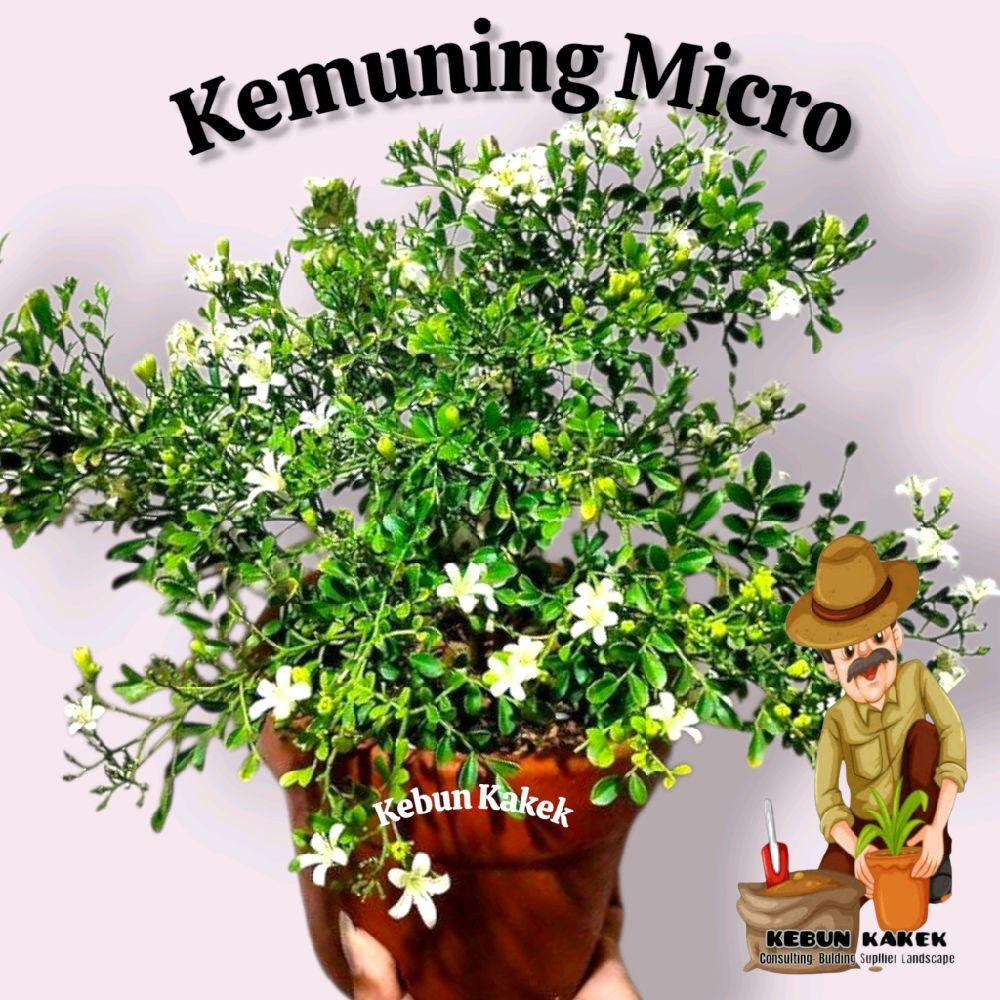 Tanaman Hias Kemuning Micro / Tanaman Hias Hidup Kemuning Mikro / Bibit Pohon Kemuning Mikro
