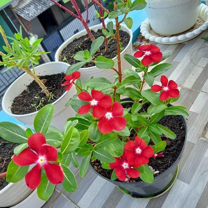 Bunga VINCA IMPORT BERBUNGA - Vinca Tapak Dara Import - Bunga Vinca Tanaman Bibit Gantung - Merah ho