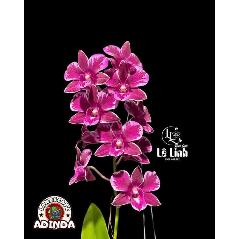 anggrek Dendrobium Ruby Splash siap berbunga - Bunga Anggrek Dendrobium