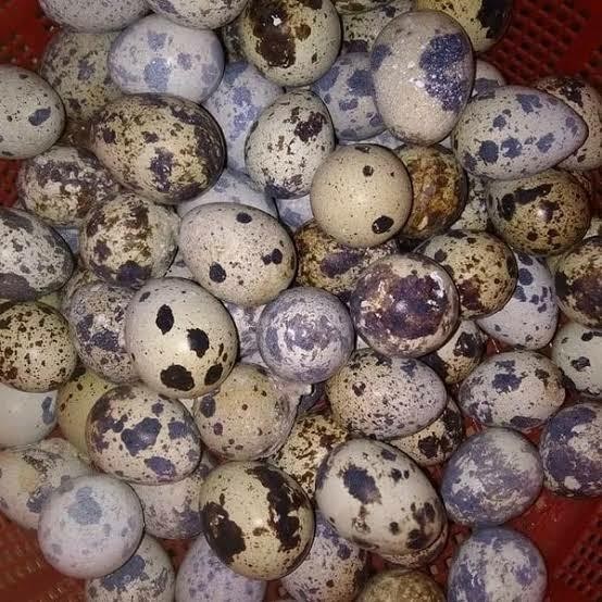 Telur Puyuh Fertil bisa di Tetaskan