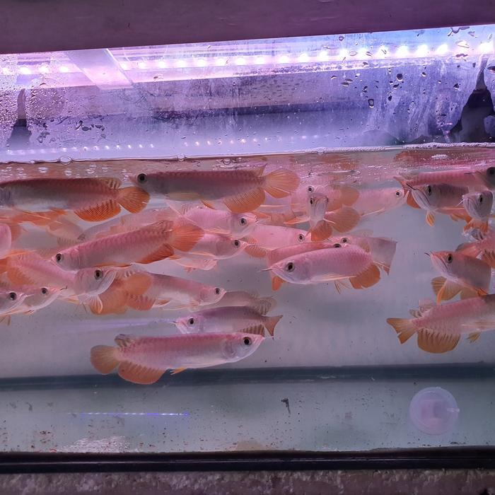 ikan arwana Golden Red