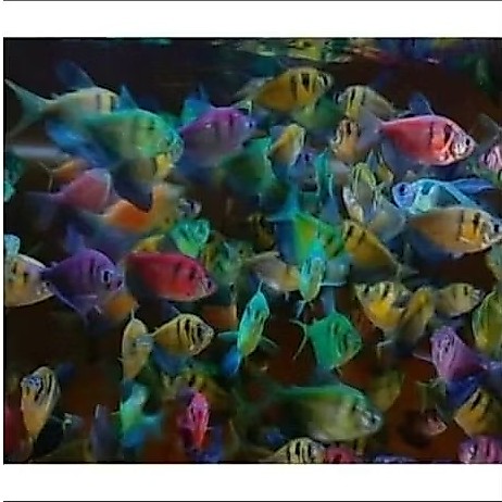 tiger glowfish