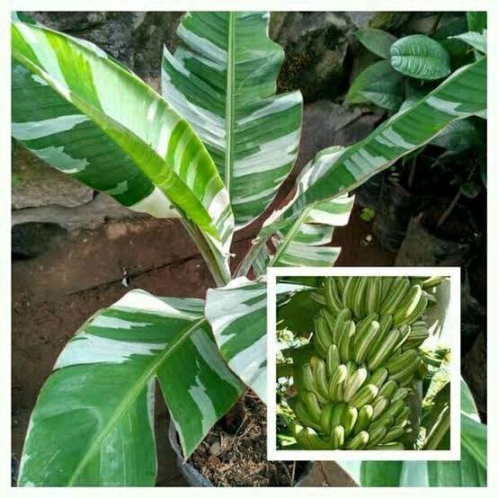 TANAMAN HIAS BIBIT PISANG VARIEGATA FLORIDA MUSAE - PISANG MUSA VARIGATA