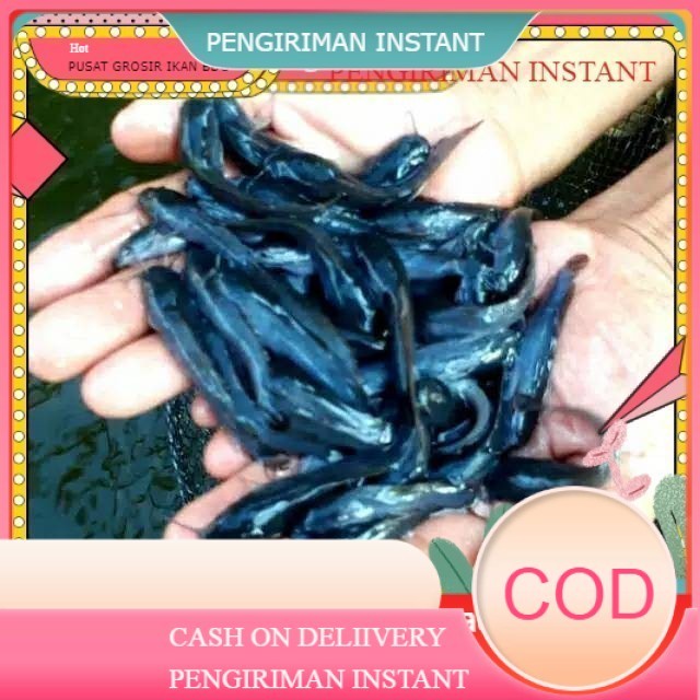 bibit / benih ikan lele ukuran 7-8 cm per ekor  GROSIR BANDUNG PER EKOR INSTANT  BDG MURAH terdekat 