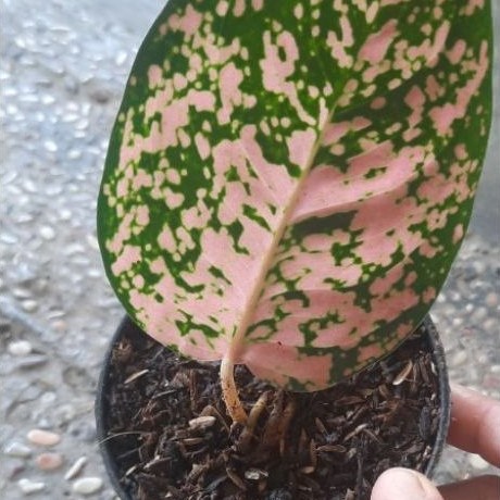 Aglonema Koleksi kochin regina ekonomis