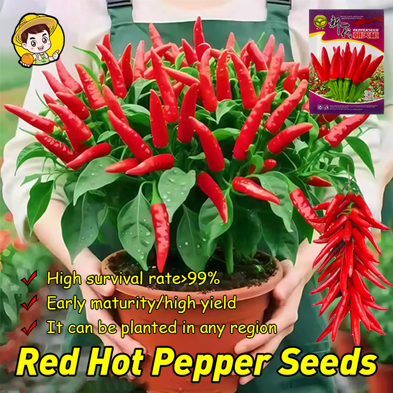 (Fast Growing 300 Seed) High Yield Red Hot Chili Pepper Seeds for Planting Vegetables Fresh Siling L