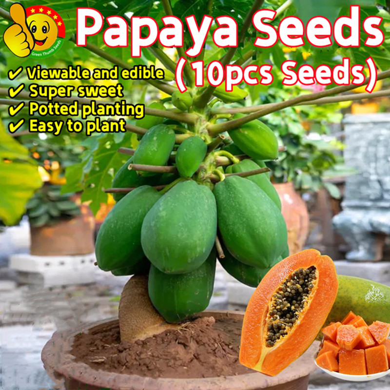 100% Original Dwarf Papaya Seeds for Sale (Fresh 30pcs Seeds) Delicious Papaya Seeds for Planting Bo