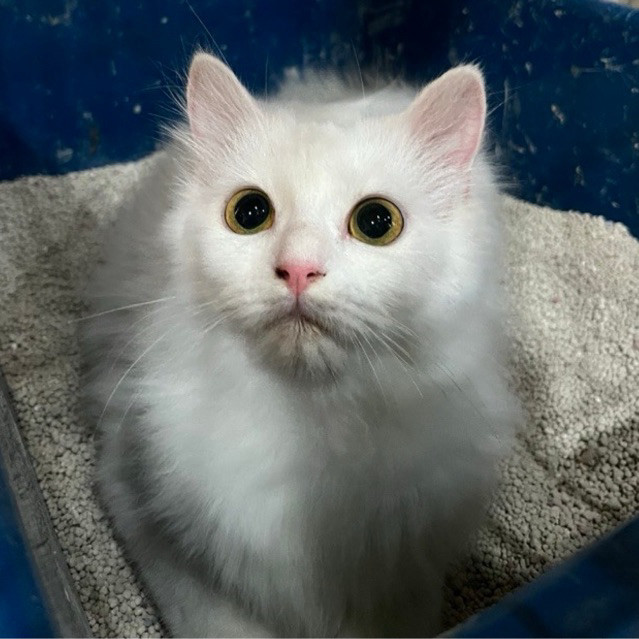 munchkin X BSH white solid NS mata kuning bersih cerah cuantik