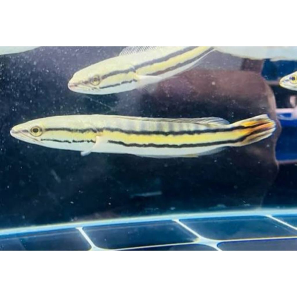 Toman goblin size 10 - 13 cm berkualitas terjamin sehat corak bagus Bagus lincah