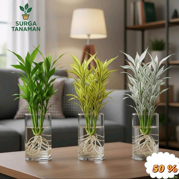 ( PAKET 3 BAMBU HOKI ) Paket 3 tanaman bambu hoki media air - tanaman keberuntungan - bambu hoki kun