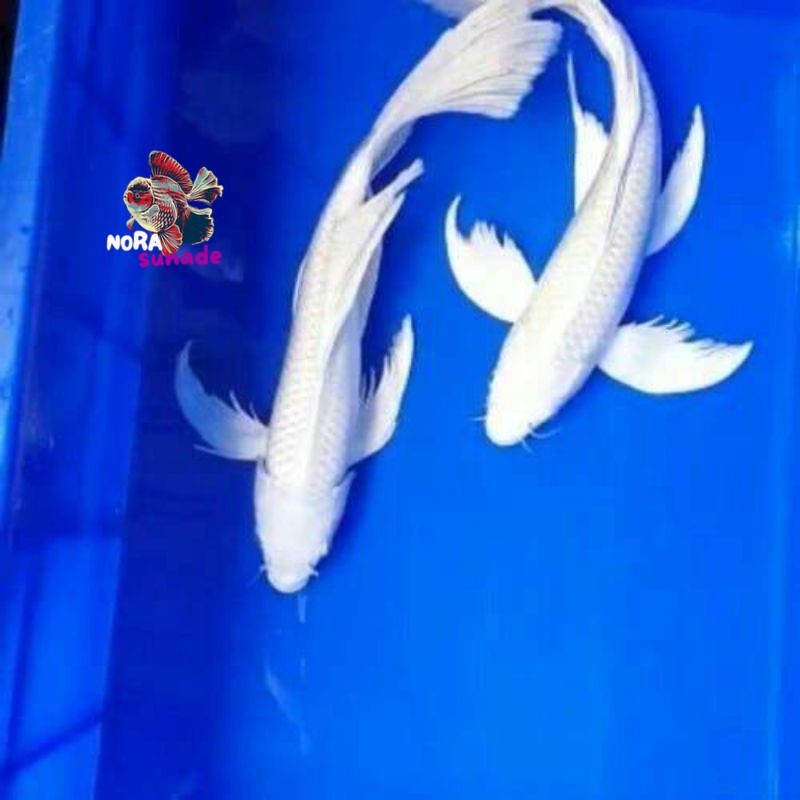 KOI PLATINUM SLAYER KUMPAY SZ 17-20 CM BONUS PAKAN