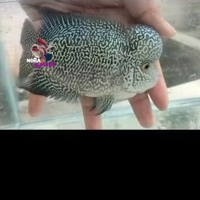 Burayak Louhan Cencu Plastik 3-4cm Grade berkualitas