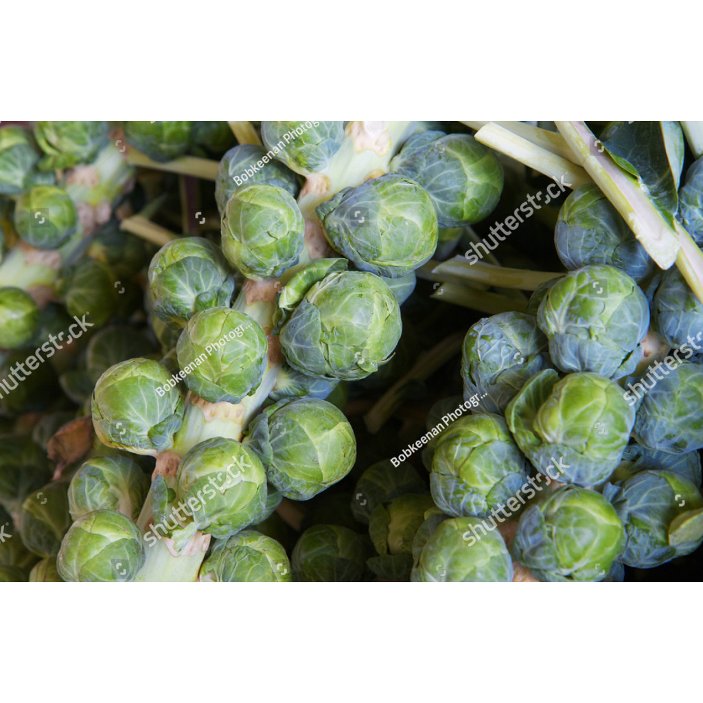 SC Benih  bibit Kubis Mini