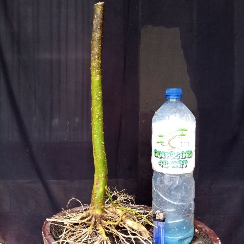 Bahan Bonsai Anting Putri Program Akar Formal Bunjin Style Medium Size Real Pict