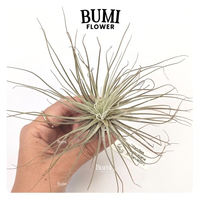 Tillandsia magnusiana  - Bumi Tillandsia Air Plants Tanaman Hidup Tanpa Tanah