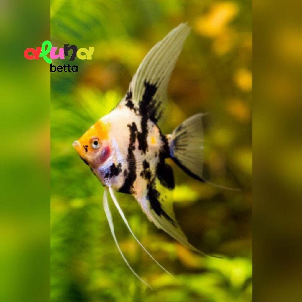 MANFISH TRICOLOR UKURAN M+ BAGUS