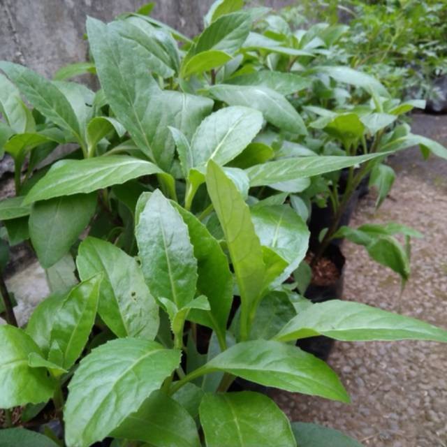 Bibit Tanaman Herbal Sambung Nyawa Tanaman Obat Sambung Nyawa Daun Sambung Nyawa Pohon Sambung Nyawa