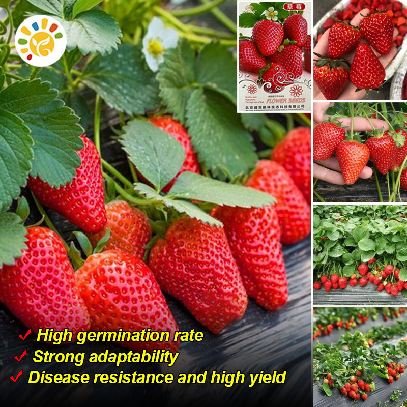 100% Benih Stroberi Segar (20 Biji/Pak) Biji Stroberi Manis Buah Hasil Tinggi Benih Buah Segar