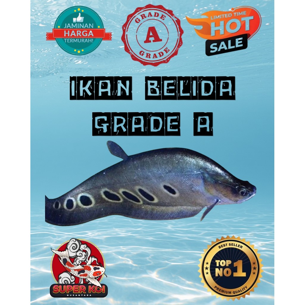 IKAN HIAS BELIDA BANGKOK IKAN LINCAH SEHAT DAN NAPSU MAKAN TINGGI BELIDA