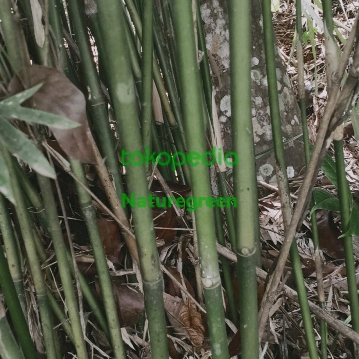 tanaman hias bambu cina mini hijau bambu telisik kelisik Bambu cendani bambu cina  hias tinggi 1 met