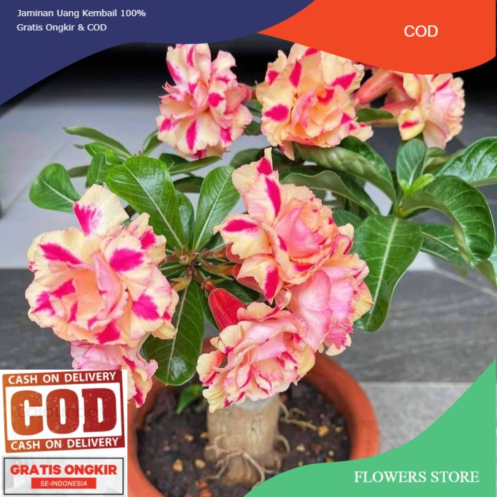 TANAMAN HIAS BUNGA ADENIUM TUMPUK || BUNGA ADENIUM TUMPUK