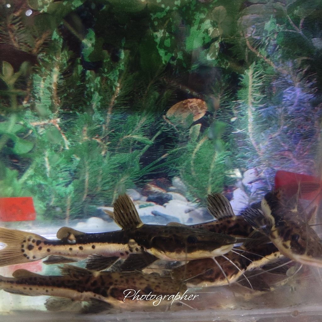 TOP Leopard Catfish sehat lincah