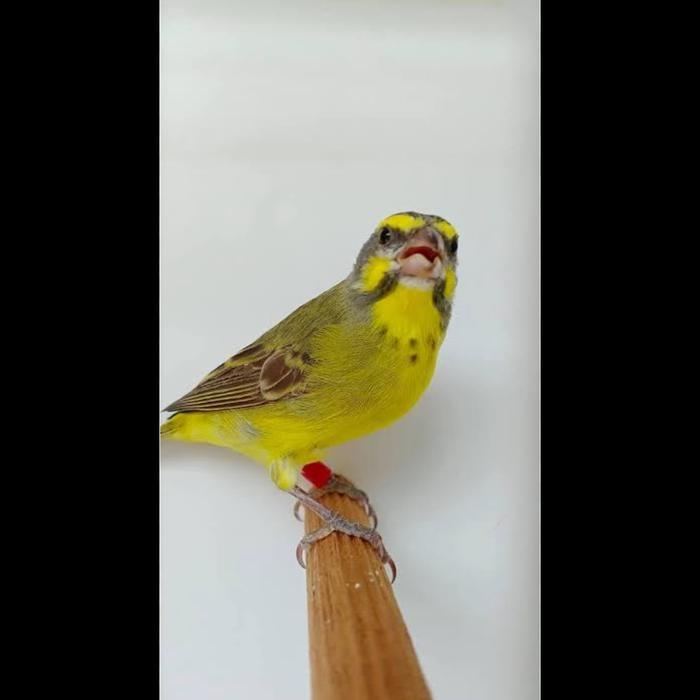 Cappybarashop burung mozambik betina rawatan