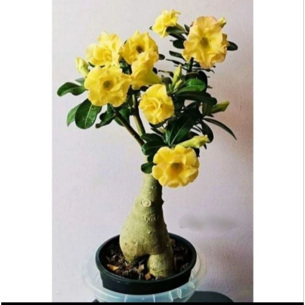 NEW Tanaman Hias Kamboja Jepang Tanaman Hidup Kamboja Jepang