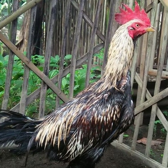 Ayam Aduan Mangon IQ X Pama 1 pasang KHUSUS JAWA
