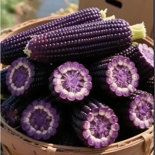 Benih Jagung Manis Ungu Thailand / Hasil Tinggi, Tahan Hama / Lezat, Lembut, Lengket