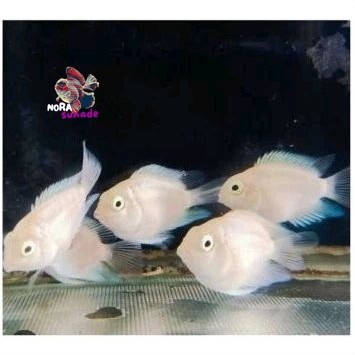 Ikan Hias Platinum Polar ISI 4 Parrot Per Ekor