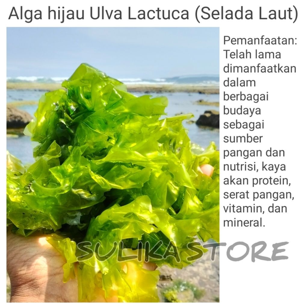 MURAH- rumput laut hijau | alga hijau | Ulva Lactuca | Selada Laut ( Sea Lettuce ) 1kg
