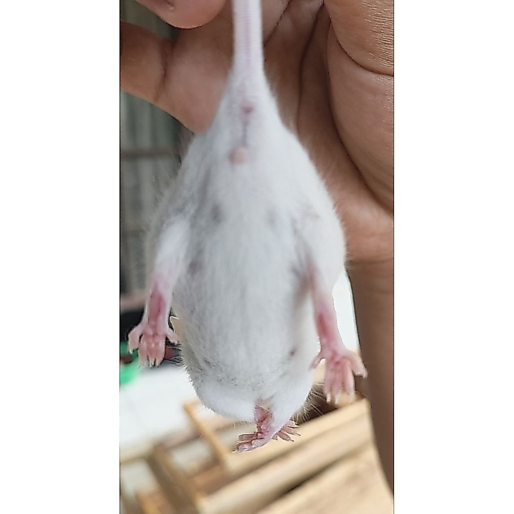 Tikus putih / mencit khusus betina, calon indukan ukuran jamper BB 8-12gr