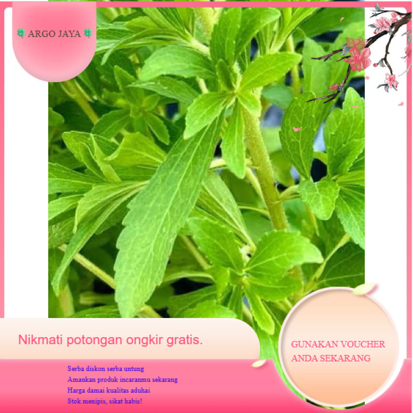 AJ676 Benih stevia pemanis alami