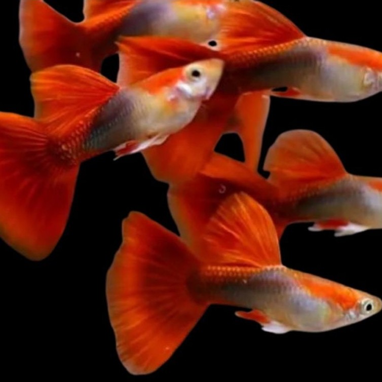 AKSESORIS AQUARIUM GUPPY BLONDE HB RED