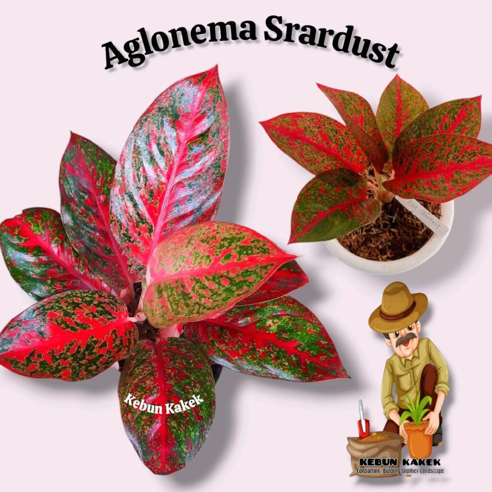 Aglonema Stardust / Tanaman Hias Aglonema Stardust / Bibit Aglonema Red Stardust