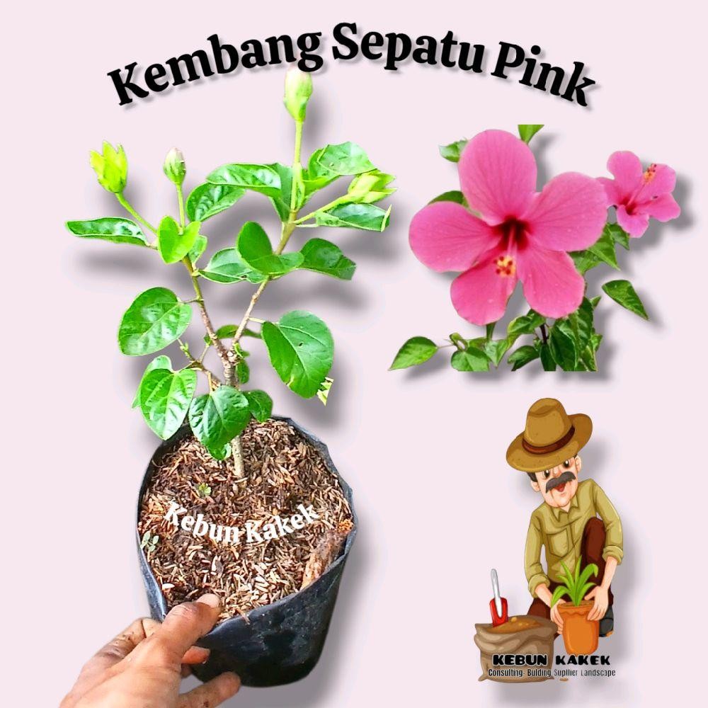 Kembang Sepatu Pink / Tanaman Bunga Sepatu Pink / Tanaman Hias Kembang Sepatu Bunga Pink / Bibit Kem