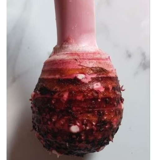 Talas Pratama 3 / Talas Ungu / Talas Bogor / Talas Ketan Pulen Legit