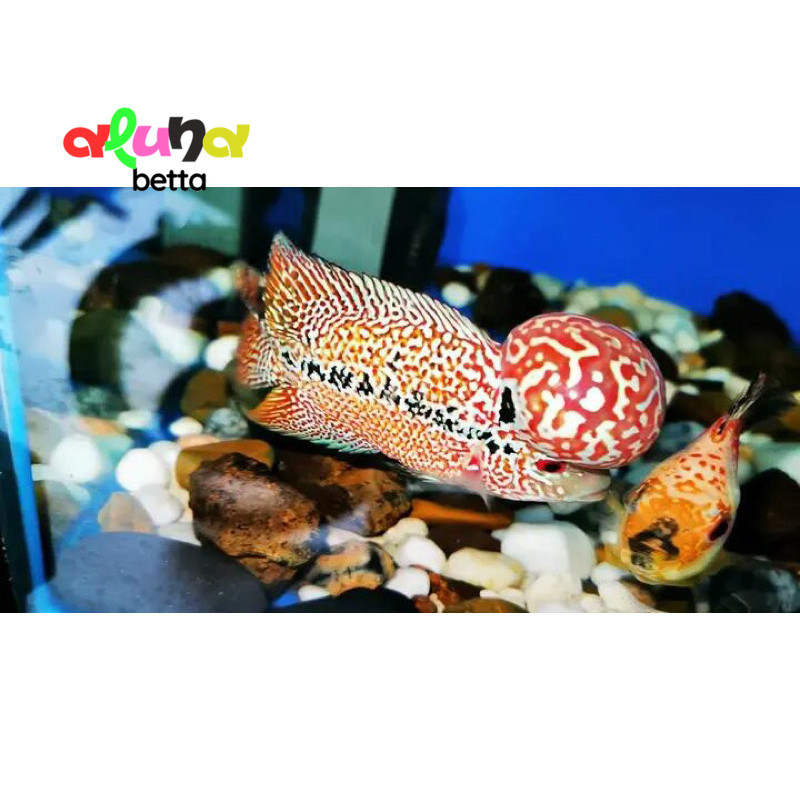 beli3bonus1 Burayak louhan GB kamfa F2  sz 3-5 cm hiasan akuarium