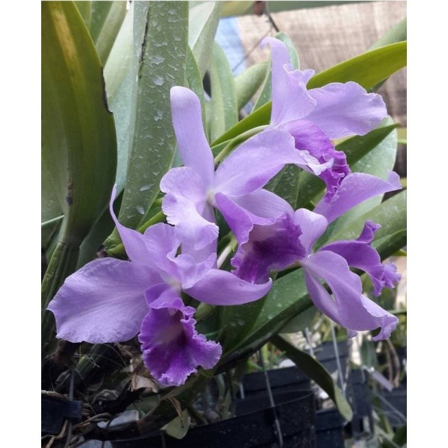 Anggrek Cattleya Portia Coerulea
