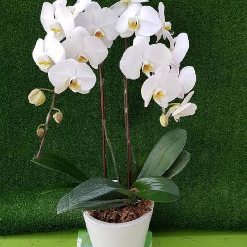 ( BISA COD ) PROMO Anggrek Bulan JUMBO PASCA BUNGA PREMIUM / Tanaman Hias Anggrek Bulan Bunga Hias A