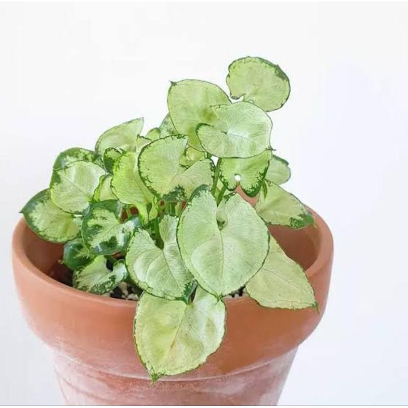 ( BISA COD ) Tanaman Hias Syngonium Liliput Mini Bunga Hias Singonium Mini Liliput / Tanaman Hidup S